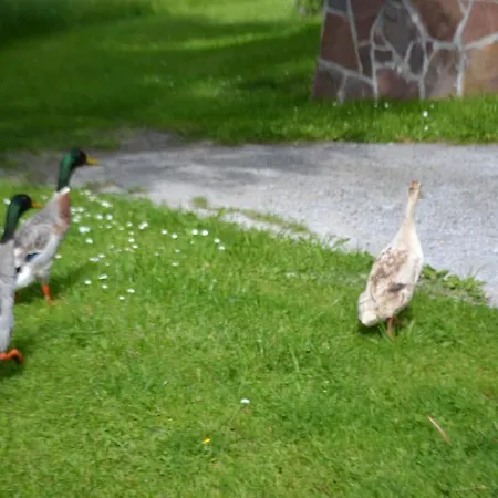 Alloggio per agriturismo Steinerhof