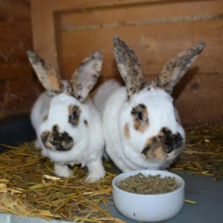 Alloggio per agriturismo Steinerhof *