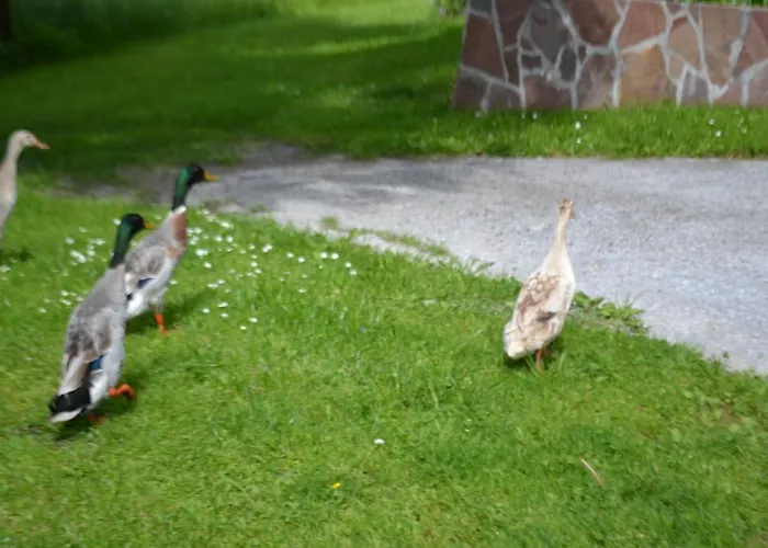 Lantgård Steinerhof